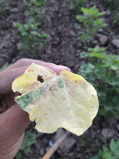 Leaf Variegation - Cotton