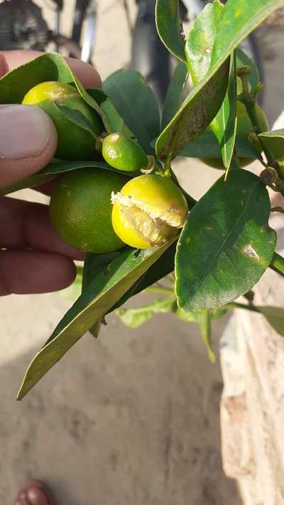 Fruit Cracking - Citrus