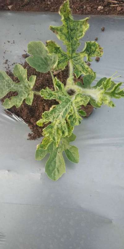 Watermelon Mosaic Virus - Melon