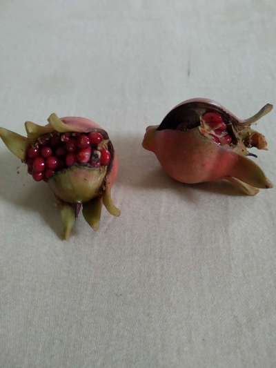 Boron Deficiency - Pomegranate