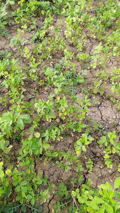 Nitrogen Deficiency - Peanut