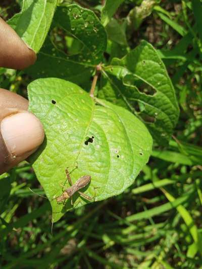 Tobacco Caterpillar - Black & Green Gram