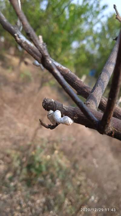 गोगलगाय - ऑलिव्ह