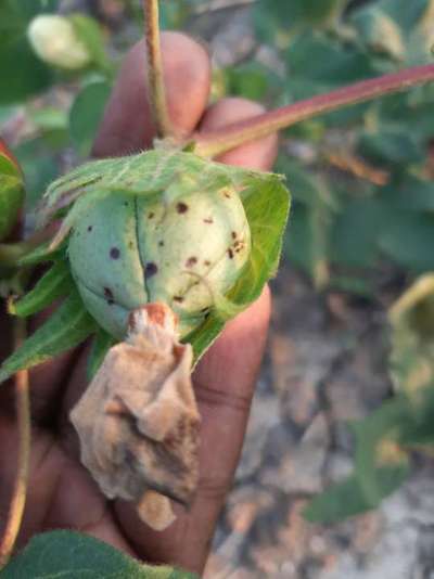 Anthracnose of Cotton - Cotton