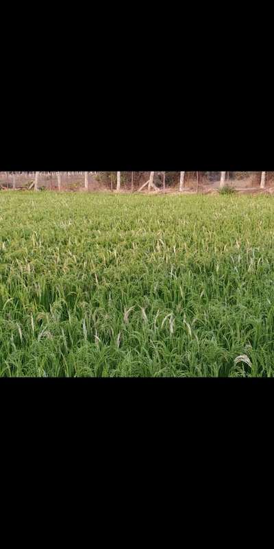 Yellow Stem Borer - Rice