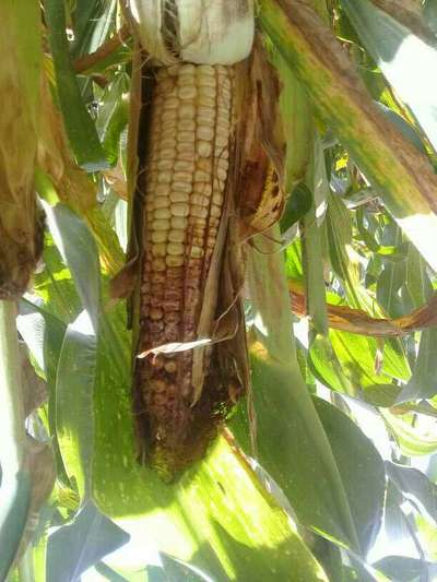 Fusarium Ear Rot - Maize