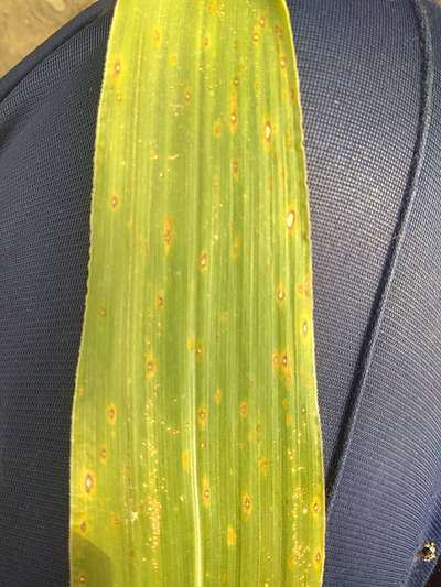 Eyespot of Maize - Maize