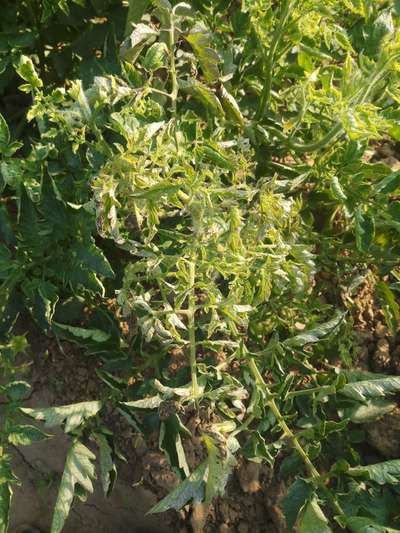 ટામેટા માં વળેલા પાંદડાં - ટામેટા