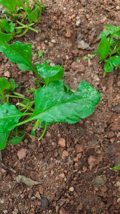 Tobacco Caterpillar - Capsicum & Chilli