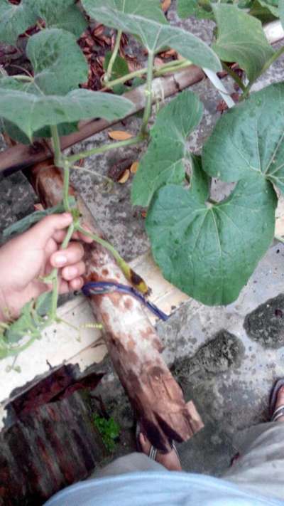 ফলের মাছি পোকা - কুমড়া