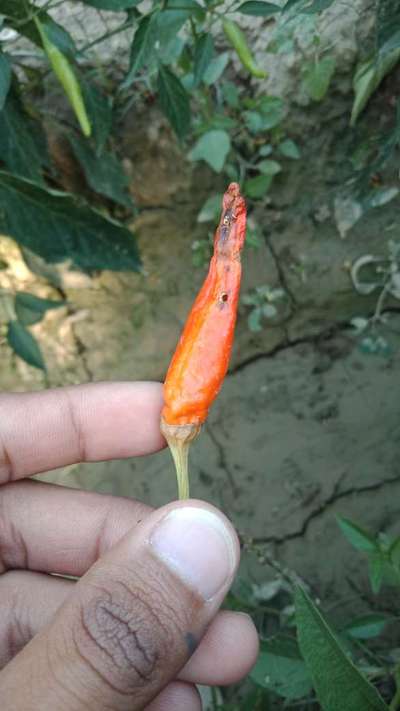 Anthracnose of Pepper - Capsicum & Chilli