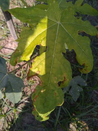 Pesticide Burn - Papaya