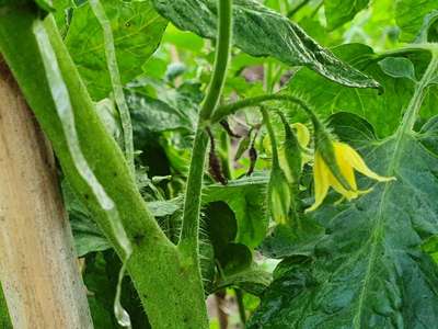 Stem Rot of Tomato - Tomato