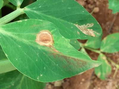 Alternaria Leaf Spot of Soybean - Pea