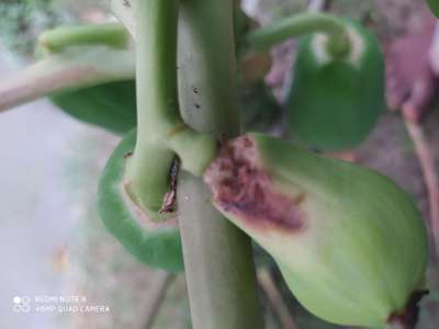 পেঁপের ভাইরাসঘটিত পাতা মোড়ানো  রোগ - পেঁপে