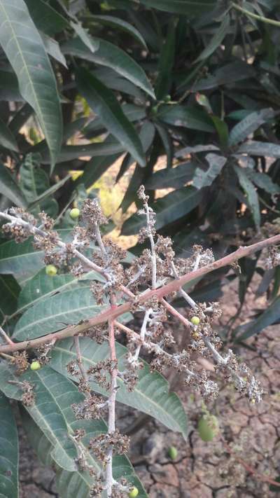 ಮಾವಿನಲ್ಲಿ ಬೂದಿ ರೋಗ (ಪೌಡರಿ ಮಿಲ್ಡ್ಯೂ) - ಮಾವು