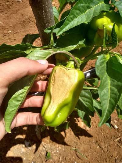 Queimadura Solar Abiótica - Pimentão e Pimenta