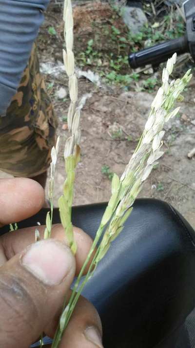 Bacterial Panicle Blight - Rice