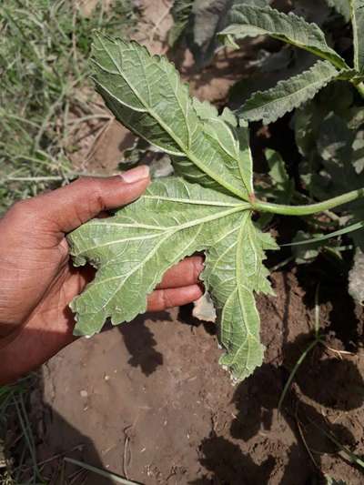 Leafhoppers and Jassids - Okra