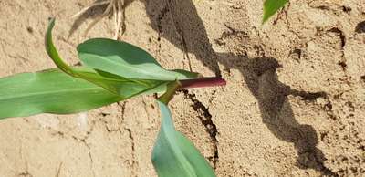 Phosphorus Deficiency - Maize