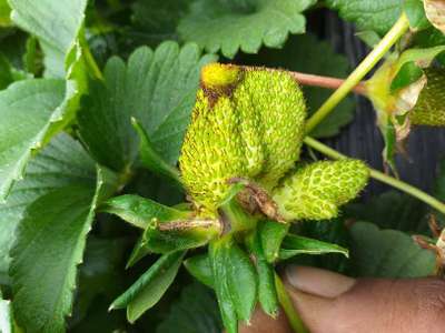 Boron Deficiency - Strawberry