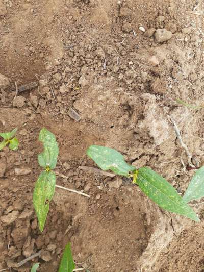 Flea Beetles - Black & Green Gram