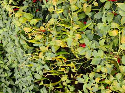 Blight of Pepper - Capsicum & Chilli