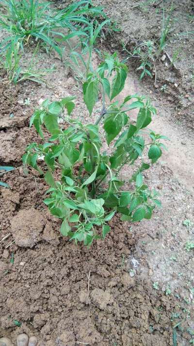 ಫುಸಾರಿಯಮ್ ವಿಲ್ಟ್ - ದಪ್ಪ ಮೆಣಸಿನಕಾಯಿ & ಮೆಣಸಿನಕಾಯಿ