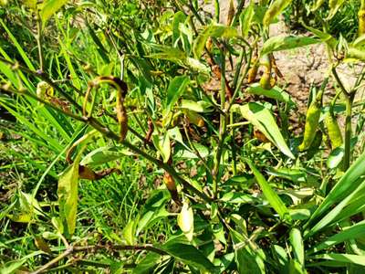 Bacterial Soft Rot of Pepper - Capsicum & Chilli