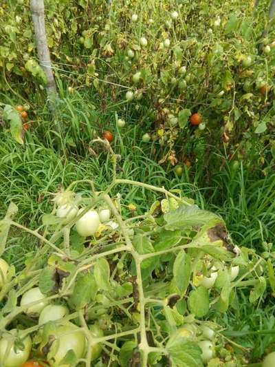 Alternaria Black Spot and Fruit Rot - Tomato