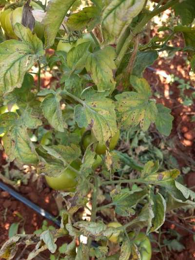 Bacterial Spot and Speck of Tomato - Tomato