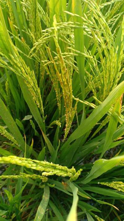 ಬ್ಯಾಕ್ಟೀರಿಯ ತೆನೆ ರೋಗ - ಭತ್ತ