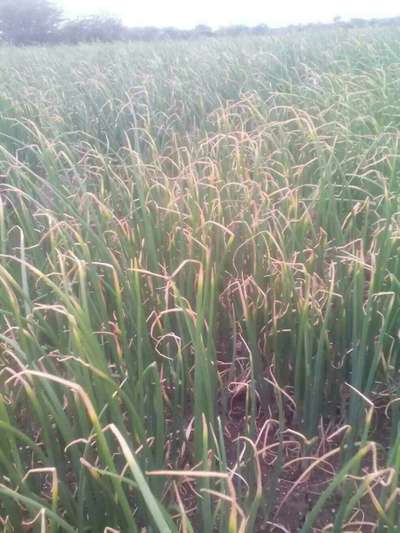 ಬಿಳಿ ಕೊಳೆ ರೋಗ - ಈರುಳ್ಳಿ