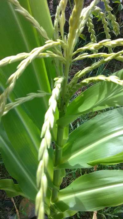 Aphids - Maize