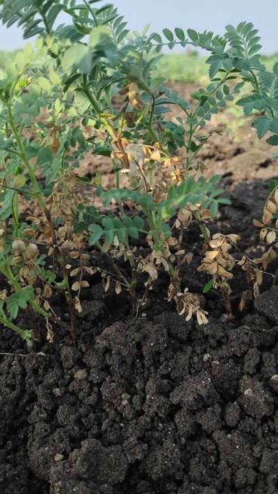 Stem Rot - Chickpea & Gram