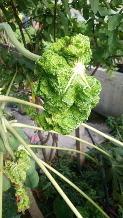 Boron Deficiency - Papaya