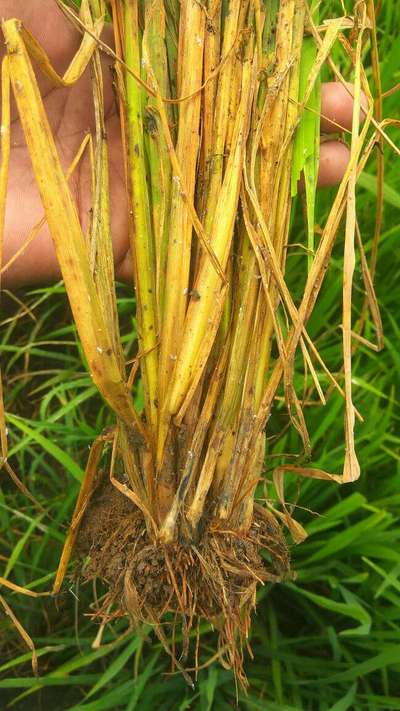 Stem Rot of Rice - Rice