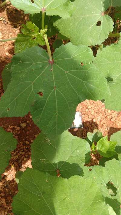 Flea Beetles - Okra