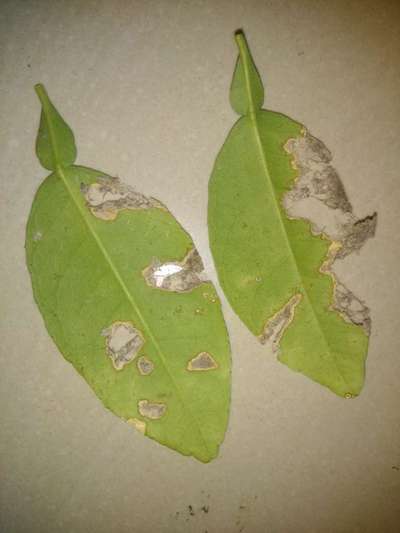 Anthracnose of Lime - Citrus