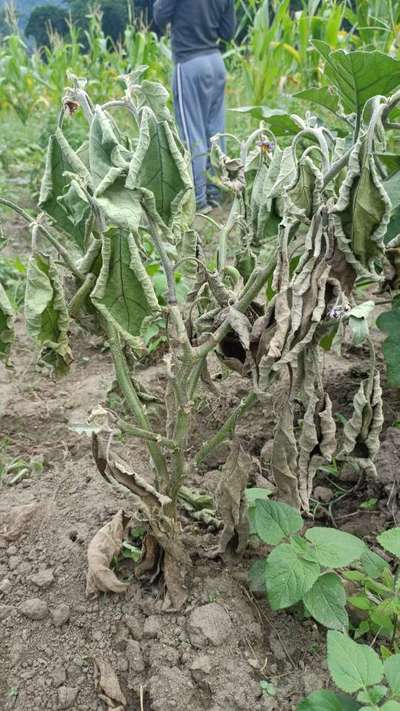 Bacterial Wilt - Cotton