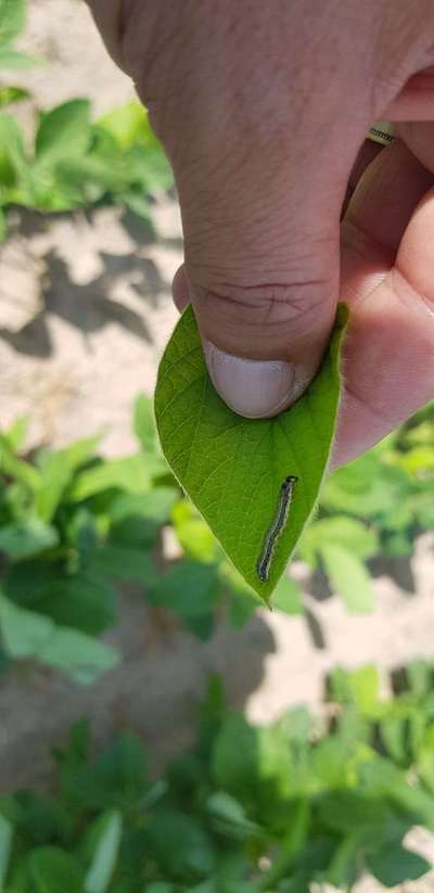 Lagarta Spodoptera mauritia - Soja