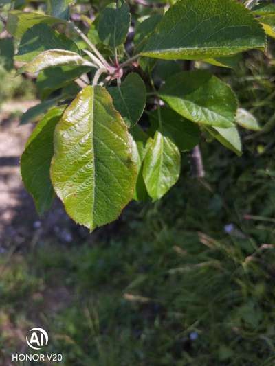 Shothole Disease - Apple