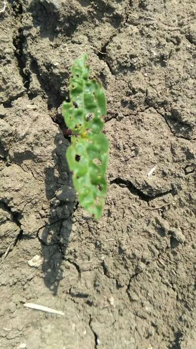 Flea Beetles - Black & Green Gram