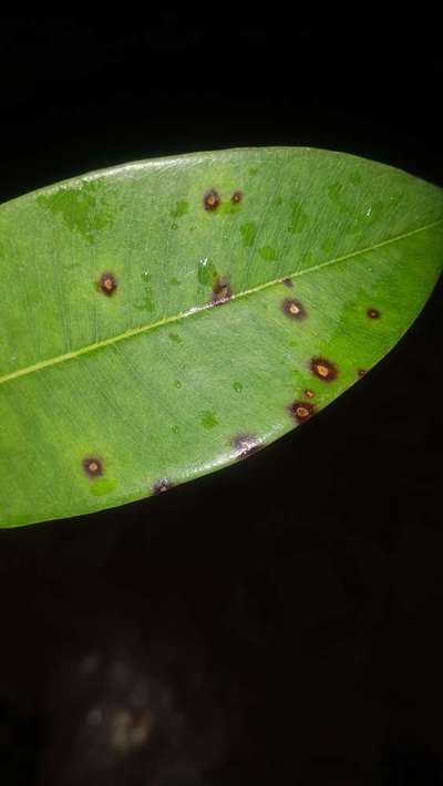 Cercospora Fruit and Leaf Spot - Citrus