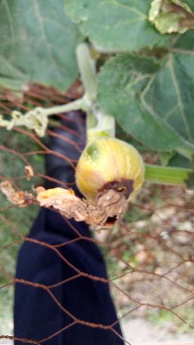 Mango Fruit Borer - Pumpkin