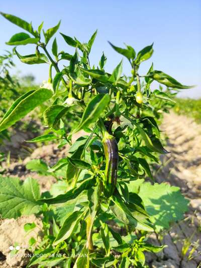 Boron Deficiency - Capsicum & Chilli