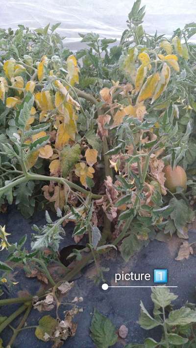 Leaf Curl in Tomato - Tomato