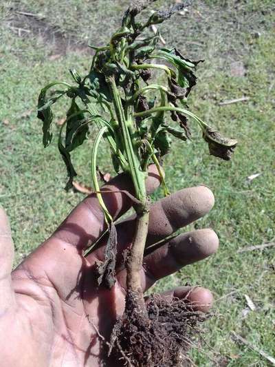 Stem Rot - Capsicum & Chilli