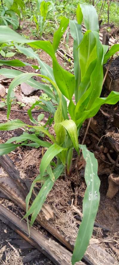 Bean Leaf Webber - Maize