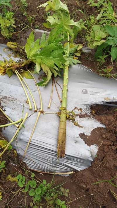 Phytophthora Crown and Root Rot - Papaya